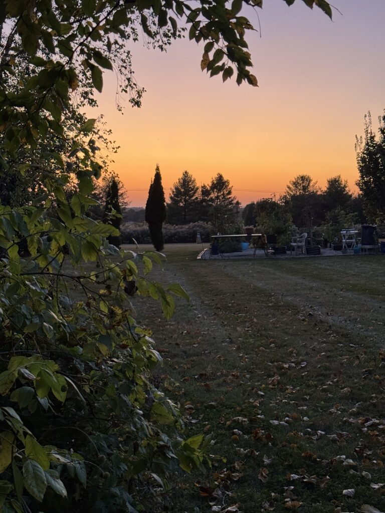 A garden image of trees in foreground, grassy lawn, sunset in the distance
